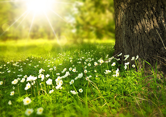 flowers-276014_340